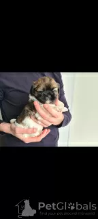 Additional photos: Insanely beautiful Shih Tzu puppies