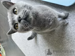 Photo №4. I will sell british shorthair in the city of Deerlijk. private announcement - price - 528$