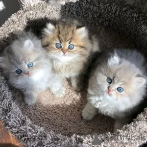 Photo №1. persian cat - for sale in the city of Helsinki | 424$ | Announcement № 130412