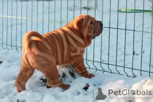 Additional photos: Shar Pei puppies