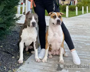 Photo №4. I will sell american staffordshire terrier in the city of Kishinev. private announcement, from nursery, breeder - price - 1129$