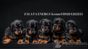 Photo №1. dobermann - for sale in the city of Кропоткин | 930$ | Announcement № 8501