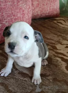 Additional photos: Blue American Staffordshire Terrier puppies