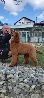 Photo №4. I will sell poodle (royal) in the city of Velingrad.  - price - 1585$