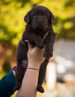 Additional photos: Gorgeous labrador retriever pups FCI