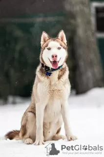 Photo №3. Handsome husky Hart is in good hands. Russian Federation