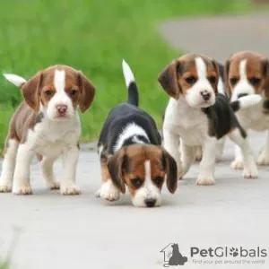 Photo №1. beagle - for sale in the city of Helsinki | 300$ | Announcement № 69120