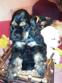 Photo №4. I will sell american cocker spaniel in the city of Krasnodar. breeder - price - 335$