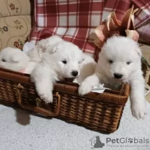 Additional photos: Samoyed puppies for sale