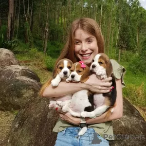 Additional photos: Beautiful tricolor beagle puppies.