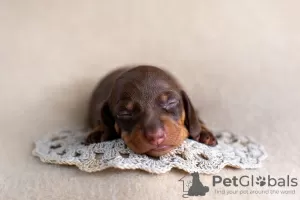 Photo №4. I will sell dachshund in the city of Minsk. from nursery, breeder - price - 1560$