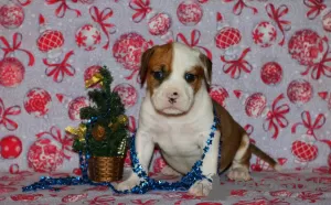 Additional photos: American Staffordshire Terrier puppies