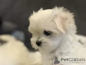 Additional photos: Sale of elite puppies of the Maltese lapdog with an excellent pedigree