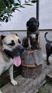 Additional photos: Dogo Canario - Presa Canario puppies