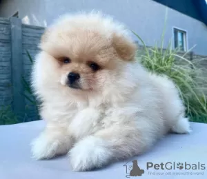 Photo №2 to announcement № 65722 for the sale of pomeranian - buy in Ukraine from nursery, breeder