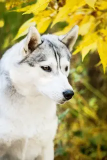 Photo №3. Bred Husky, pedigree KSU / FCI. Ukraine