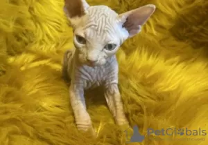 Photo №1. sphynx cat - for sale in the city of Тюрнхаут | Is free | Announcement № 128751