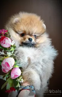 Photo №4. I will sell pomeranian in the city of Minsk. breeder - price - 350$