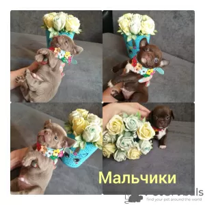 Additional photos: Chihuahua puppies for sale