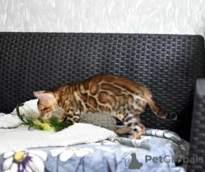 Photo №4. I will sell bengal cat in the city of Minsk. private announcement, from nursery, breeder - price - 377$