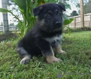 Photo №1. german shepherd - for sale in the city of Rorschach | 518$ | Announcement № 129234