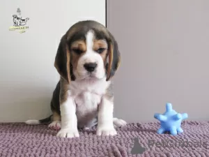 Photo №4. I will sell beagle in the city of Приморск. from nursery - price - 828$