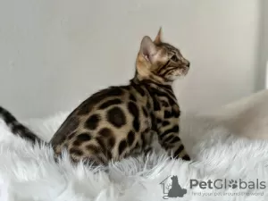 Additional photos: Gorgeous Bengal boy