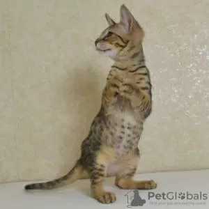 Photo №1. savannah cat - for sale in the city of Rüdersdorf | 158$ | Announcement № 97314