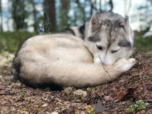 Additional photos: Cute Husky Puppies