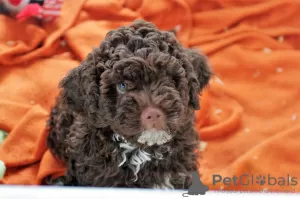 Photo №1. lagotto romagnolo - for sale in the city of Zagreb | 2000$ | Announcement № 51660