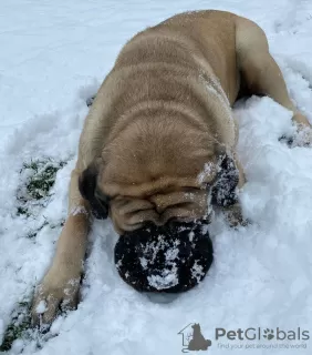 Photo №2 to announcement № 88788 for the sale of english mastiff - buy in Estonia private announcement