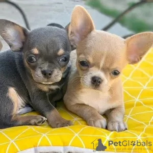 Photo №2 to announcement № 119704 for the sale of chihuahua - buy in Lithuania private announcement