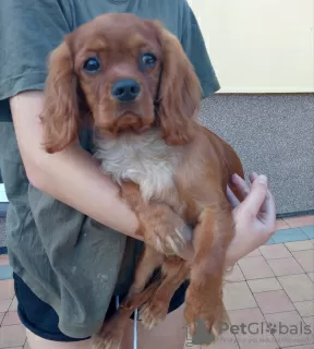 Photo №3. Cavalier King Charles spaniel. Poland