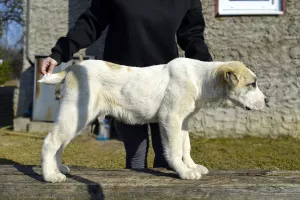 Photo №2 to announcement № 6312 for the sale of central asian shepherd dog - buy in Russian Federation private announcement