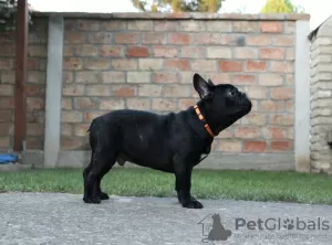 Additional photos: French bulldog puppies