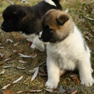 Photo №2 to announcement № 119710 for the sale of american akita - buy in Germany private announcement