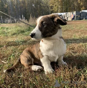 Additional photos: Cardigan Welsh Corgi puppies