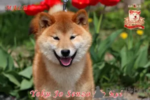 Photo №1. shiba inu - for sale in the city of Khmelnitsky | 1585$ | Announcement № 113558