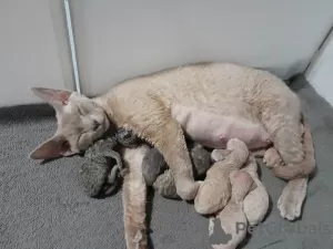 Photo №1. devon rex - for sale in the city of Tönisvorst | 1268$ | Announcement № 52168