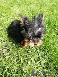 Additional photos: Baby-face Yorkie puppies are completely ready to go.