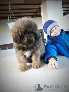 Additional photos: Tibetan Mastiff puppies