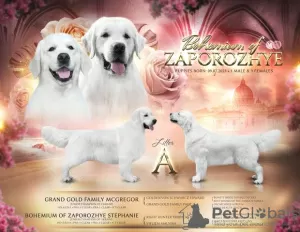 Photo №1. golden retriever - for sale in the city of Zaporizhia | negotiated | Announcement № 74751