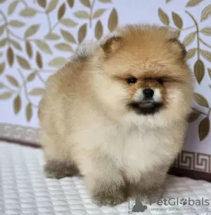 Photo №4. I will sell pomeranian in the city of Москва. breeder - price - negotiated