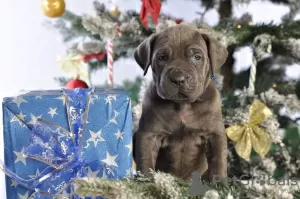 Photo №1. cane corso - for sale in the city of Poltava | 1414$ | Announcement № 86251