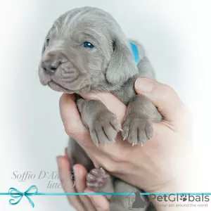 Photo №4. I will sell weimaraner in the city of Москва. private announcement - price - 977$