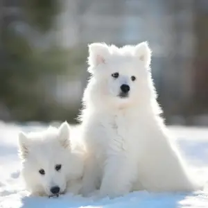 Photo №4. I will sell samoyed dog in the city of Tyumen. from nursery, breeder - price - 234$