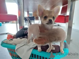 Photo №2 to announcement № 75773 for the sale of chihuahua - buy in Lithuania private announcement, breeder