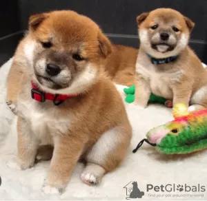 Photo №1. shiba inu - for sale in the city of Prague | negotiated | Announcement № 96381