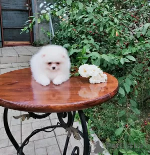 Photo №3. Yndig hvid creme lille tekop Pomeranian dreng. Denmark