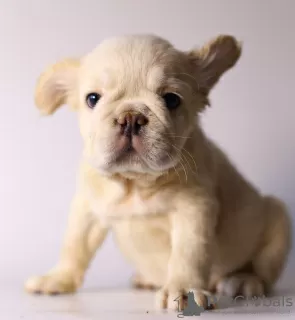 Additional photos: Lovely French bulldog puppies